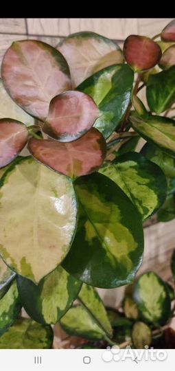 Хойя Лиза,Хойя Кримсон Квин, Плектрантус-мята