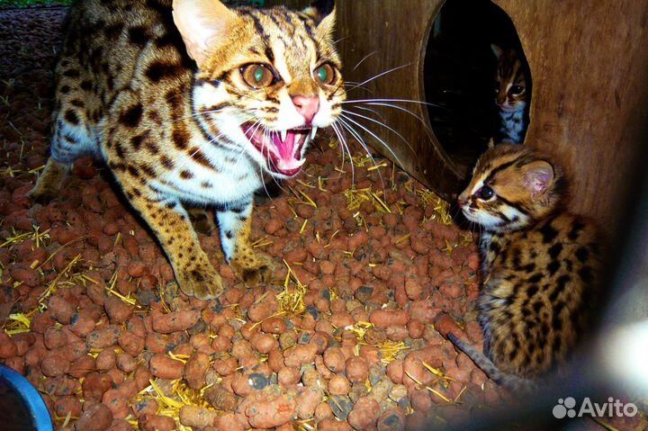 Кoт брилиант алк не ф1