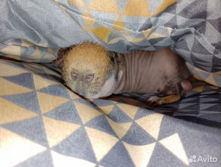 Морская свинка скинни