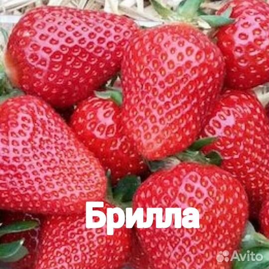 Саженцы клубники