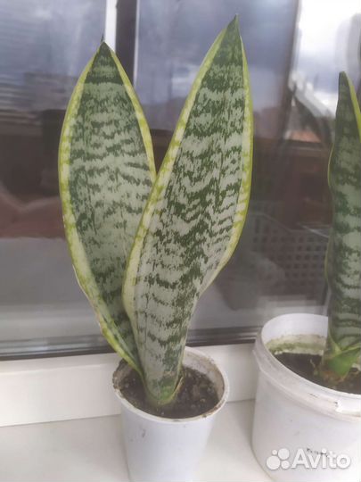 Сансевиерия