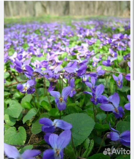 Фиалка лесная