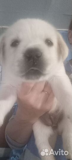 Щенки лабрадора