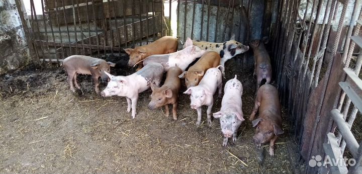 Поросята