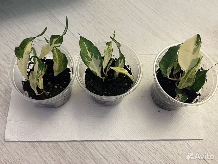 Фикус керли