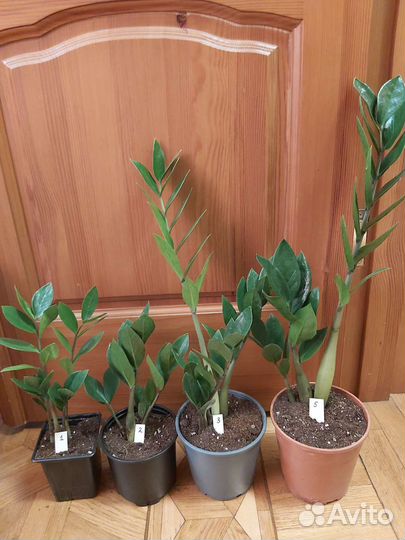 Замиокулькасы