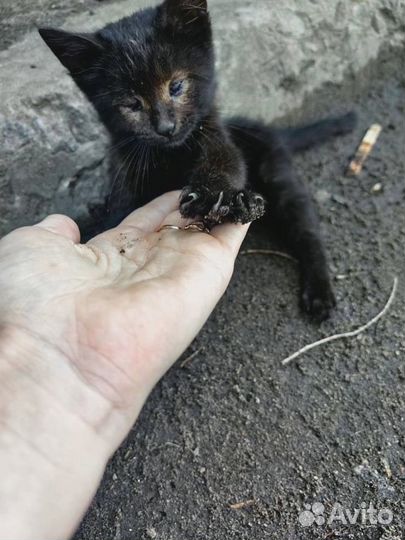 Отдам котенка в добрые руки