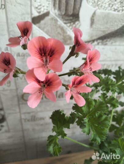 Пеларгония герань королевская