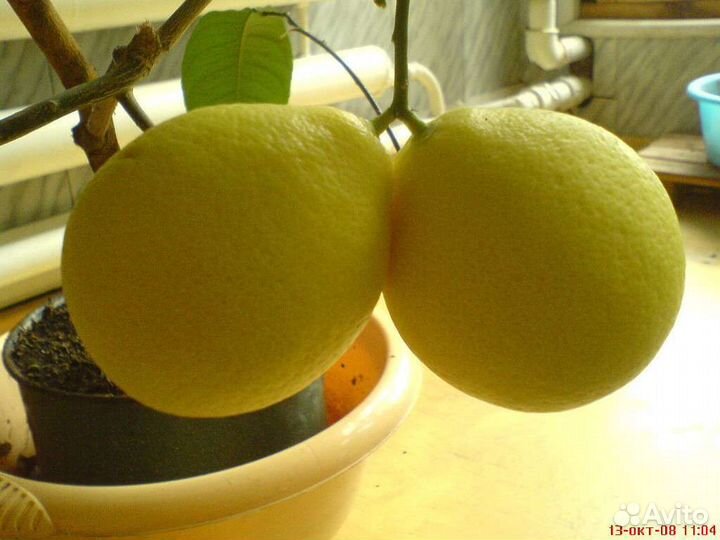 Лимонное дерево