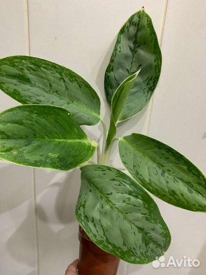 Аглаонемы сортовые