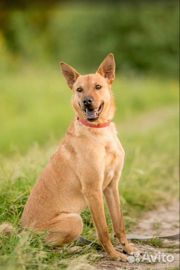 Собака из приюта