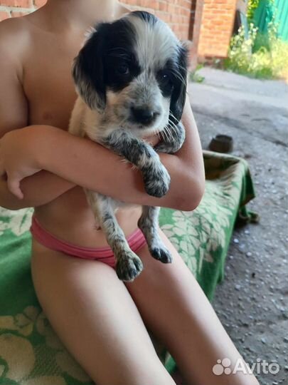 Русский охотничий спаниель щенки