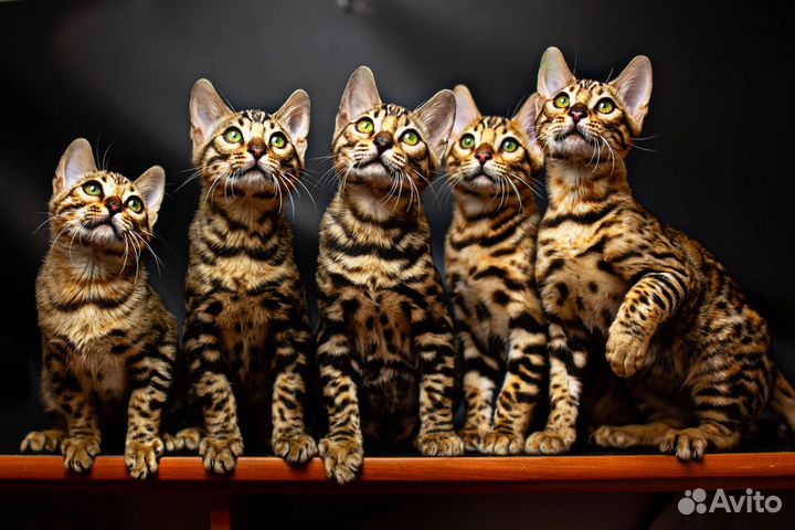 Бенгальские котята с документами