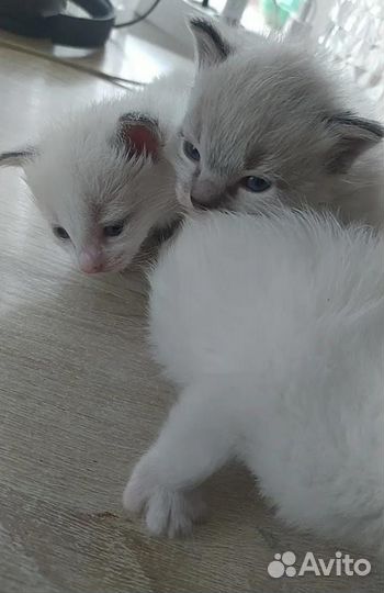 Домашние животные котята