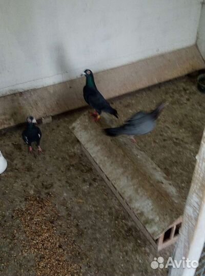 Голуби драконы карьеры и перьмики