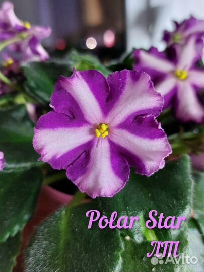 Фиалка химера цветущие