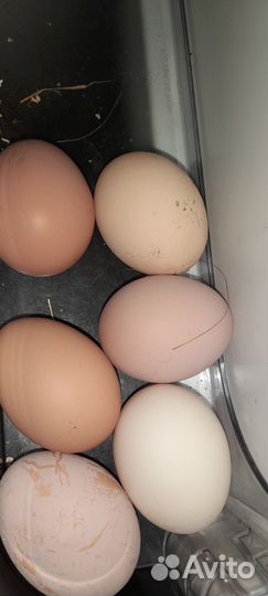 Яйца куринные домашние