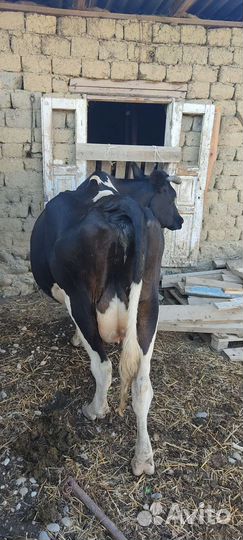 Коровы высокоудойные