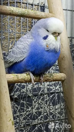 Выставочные волнистые попугаи (ввп - Чехи)