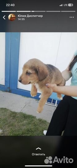 Щенки в добрые руки