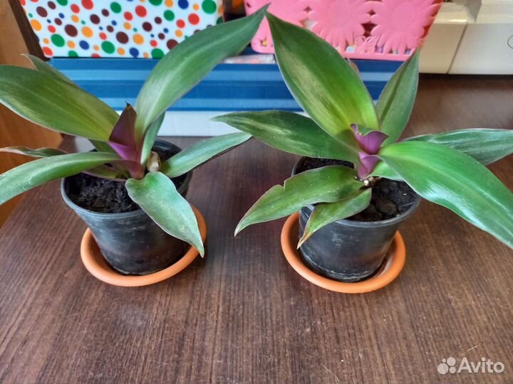 Комнатные цветы Рео