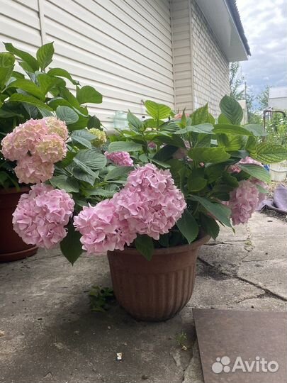 Гортензия розовая