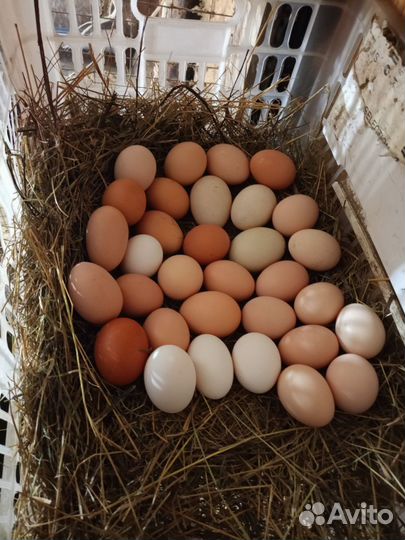 Яйцо домашнее