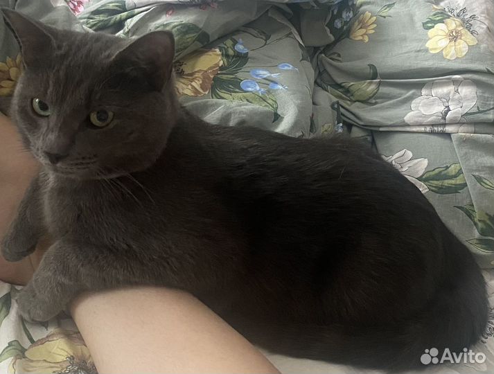 Потерялся кот