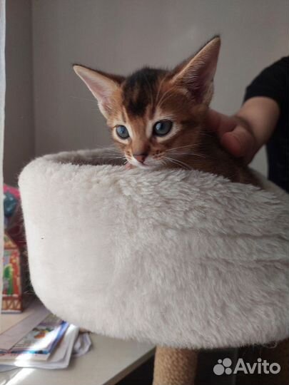 Абиссинская