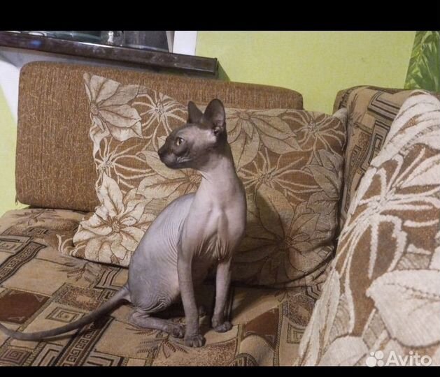 Канадский сфинкс