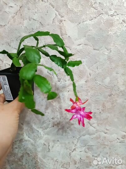 Декабрист шлюмбергера Бакли