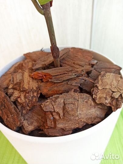 Фикус лировидный