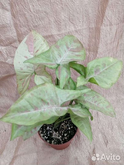 Сингониумы