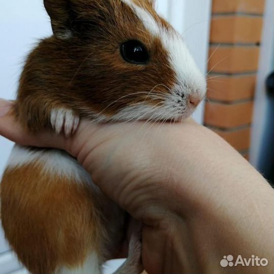 Продаю гладких морских свинок малыши