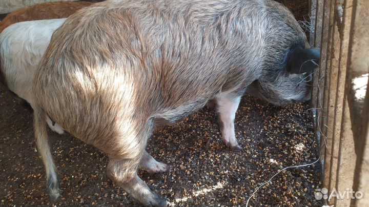 Поросята кармалы