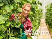 Вахта сбор урожая