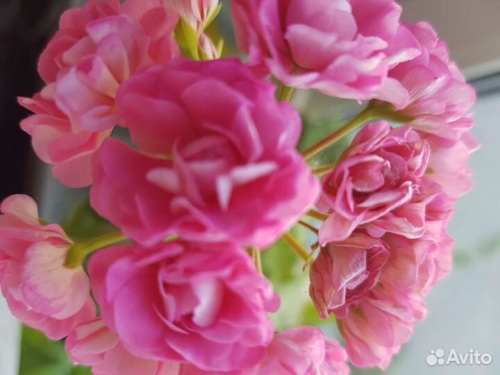 Пеларгонии