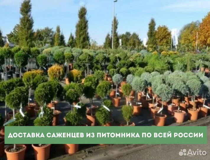 Туя смарагд саженцы