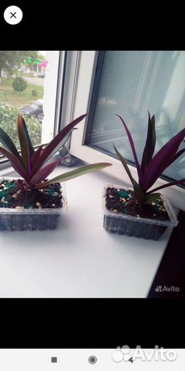 Алоэ-вера 1год,Рео,Гуэрния