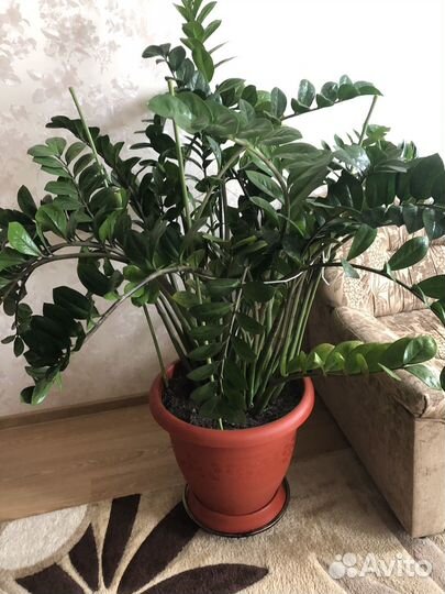 Замиокулькас