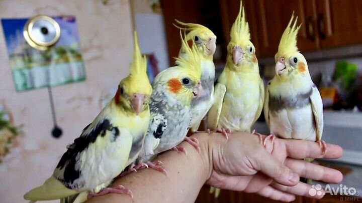 Птенцы попугайчиков корелл и какариков