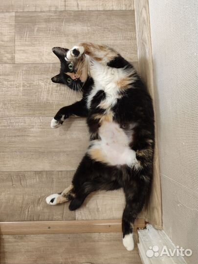 Кошка Люся в добрые руки