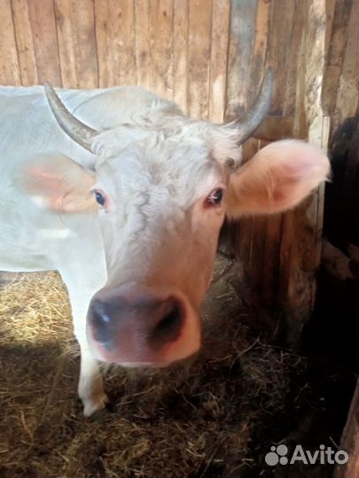 Тёлка костромская, джерсейская, козочка камори