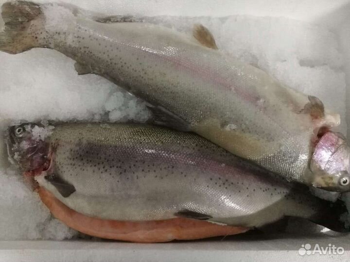 Форель и икра форели из Карелии