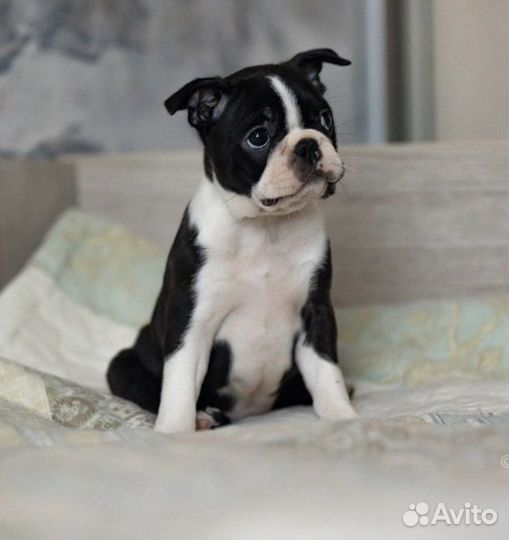 Щенки бостон терьер