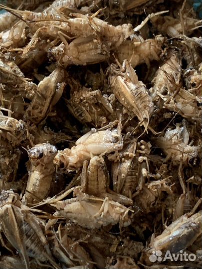 Сверчок,зоофобас