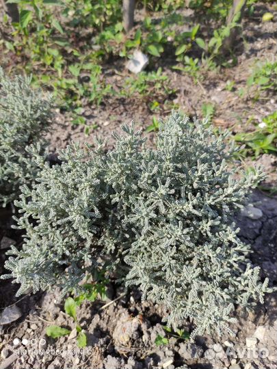 Сантолина серебристая