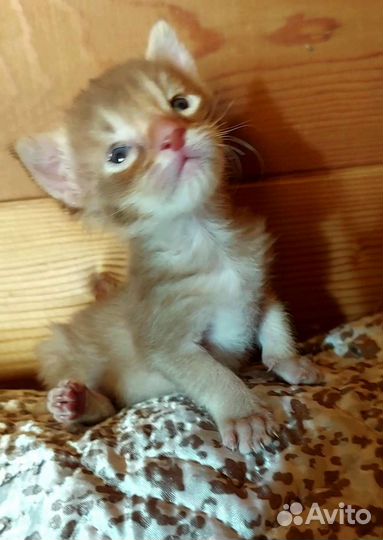 Каракет котята