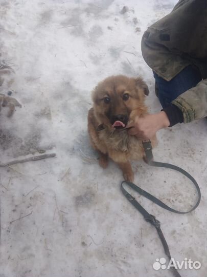 Отдам щенка в добрые руки