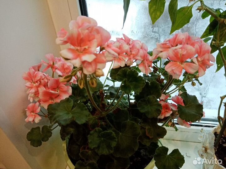 Комнатные цветы